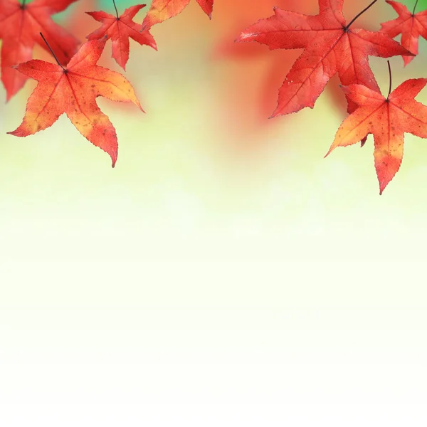 Maple leaves in Autumn — Stock Photo, Image