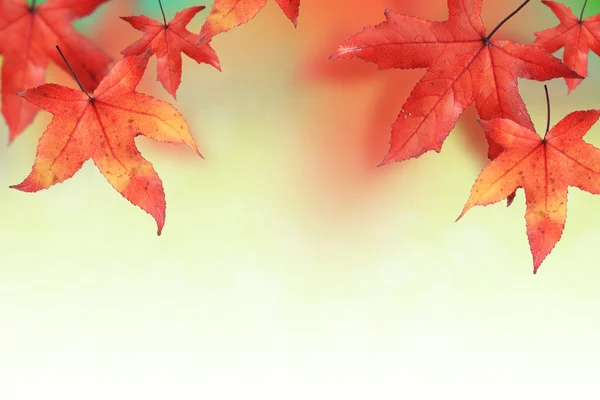 Esdoornblad in de herfst — Stockfoto