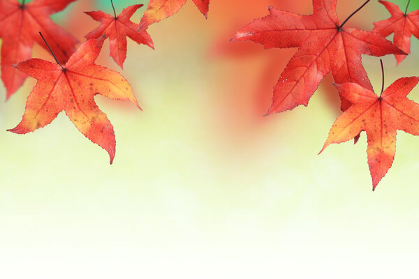 Background image of maple leaves in Autumn
