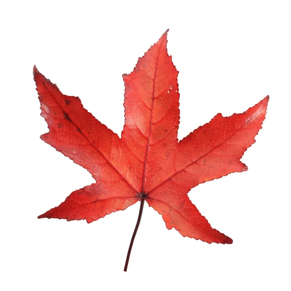 stock image Maple leaf