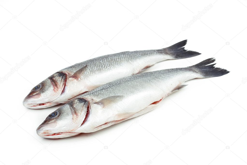 Two sea bass fish