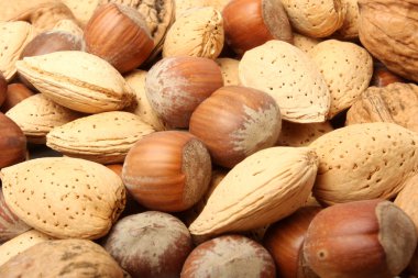 Nuts in nutshells clipart