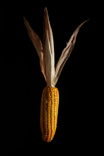 Kukoricacsutka őrlemény és elszigetelt fekete — Stock Fotó
