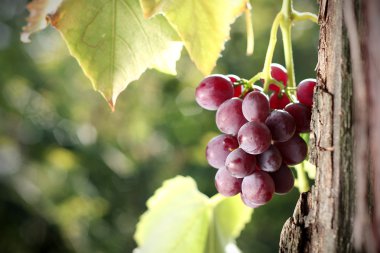 Grape cluster in vineyard