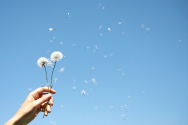 Dandelion Clocks in woman's hand clipart