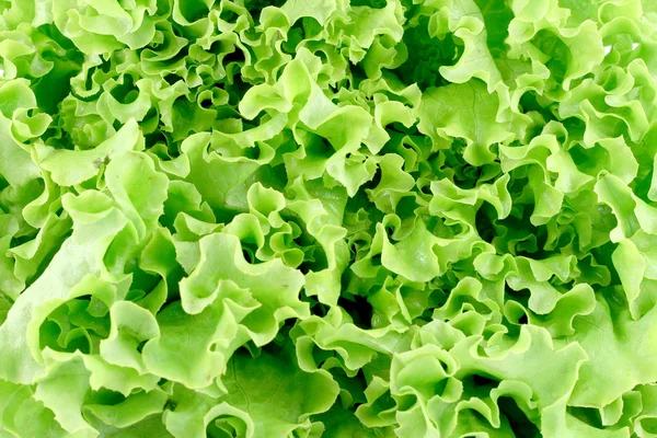 Zöld salátával — Stock Fotó