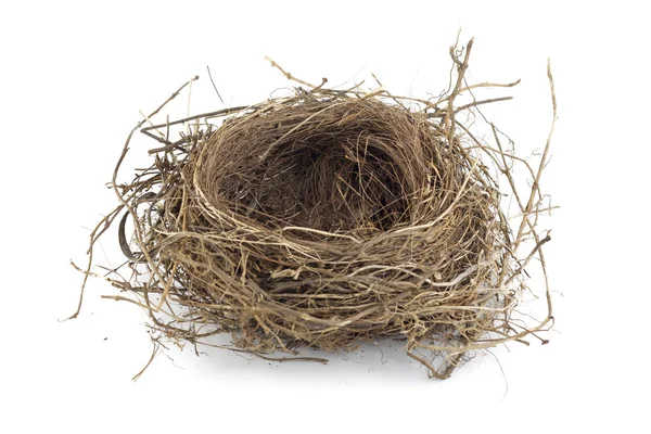 Vogel nest — Stockfoto