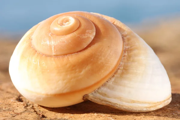 stock image Seashells