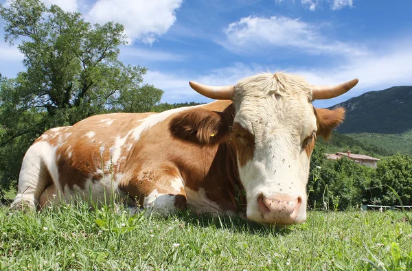 Kuh auf Gras — Stockfoto