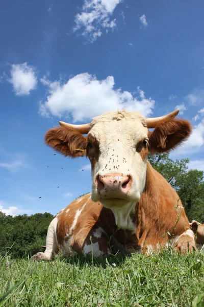 Kráva na trávě — Stock fotografie