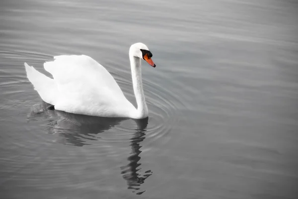 Hermoso cisne blanco — Foto de Stock