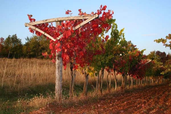 Winnica w jesieni — Zdjęcie stockowe