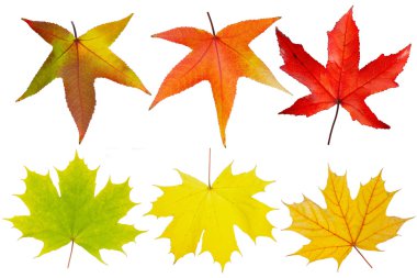 Autumn leaves in different stages clipart