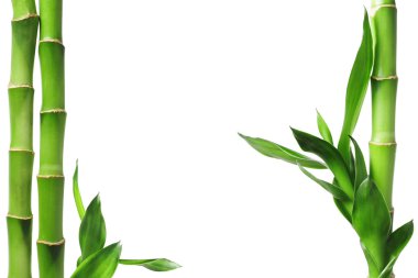 Green bamboo background clipart