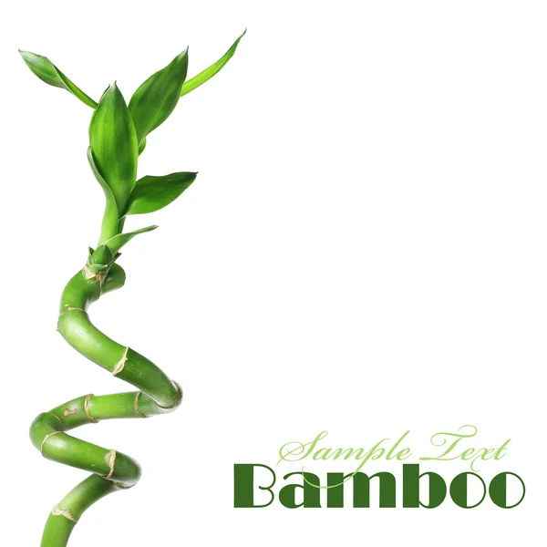 Bambusz — Stock Fotó