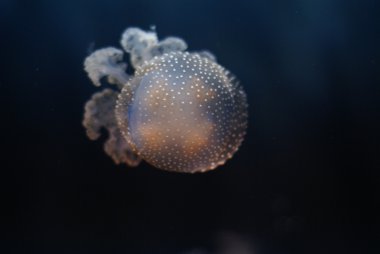 Acquario pesci acquario içinde