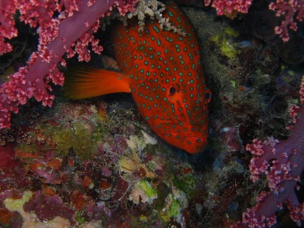 Прыгающие в воду кораллы — стоковое фото