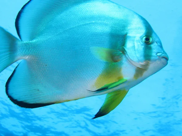 stock image Blu diving coral fish