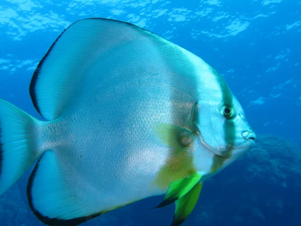 Blu diving coral fish — Stock Photo, Image