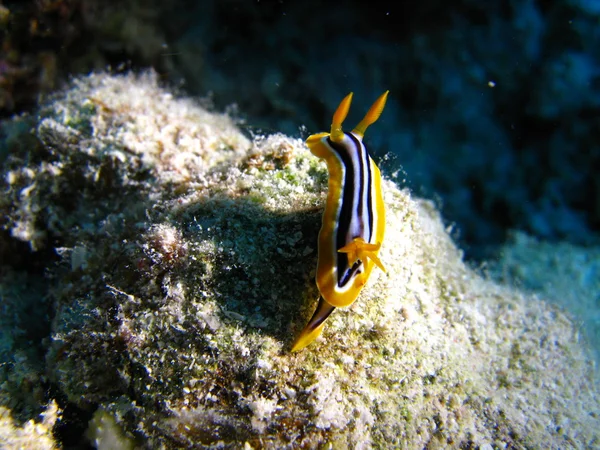 Blu dykning korall fisk — Stockfoto