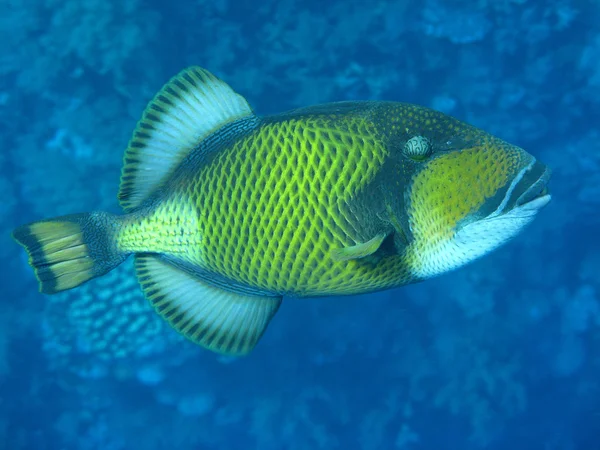Blu potápění korálových ryb Stock Fotografie
