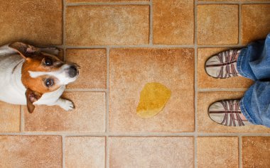 köpek çiş azarlamak üst