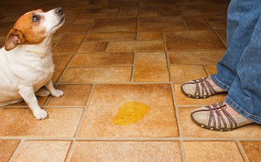 Dog Pee Spot clipart