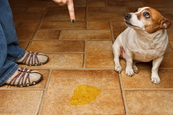 Frente de ralhar de xixi de cachorro — Fotografia de Stock