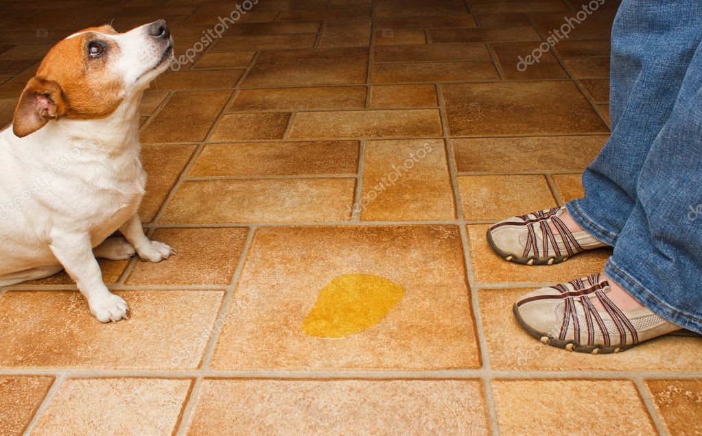 Old Dog Wetting In House