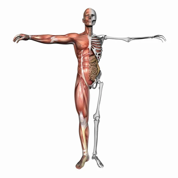 Анатомия, мышцы и скелет — стоковое фото