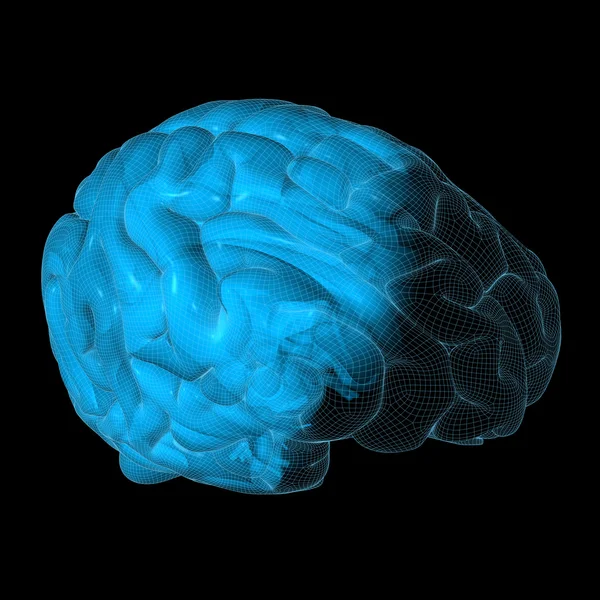 Cerebro Wireframe —  Fotos de Stock