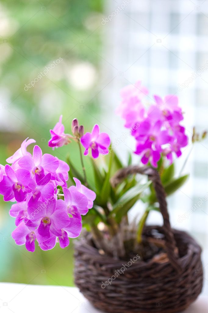 Bunch of purple pink mini orchid