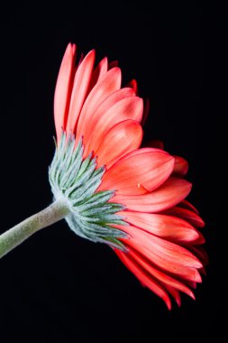 Görünüm tekil kırmızı gerbera, beyaz