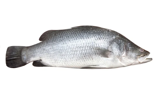 stock image Beautiful fresh sea bass fish isolated on white