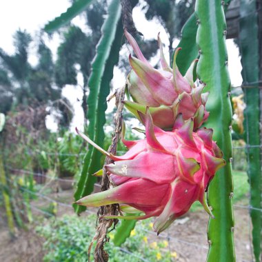 meyve bahçesi tesisi üzerinde kırmızı dragonfruit