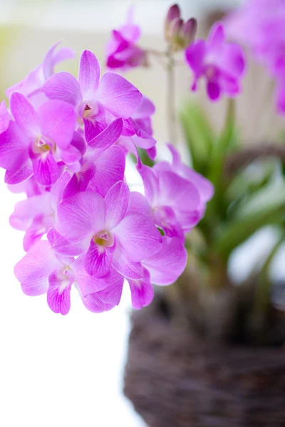 美丽群的紫色粉红色迷你兰花 — 图库照片