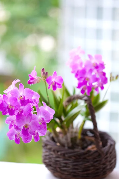 美丽群的紫色粉红色迷你兰花 — 图库照片