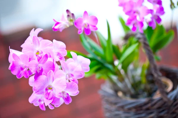 Mor pembe mini orkide güzel demet — Stok fotoğraf