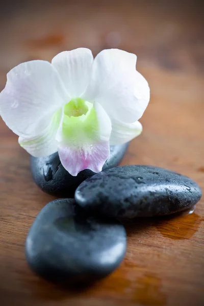 Sıcak taş spa ile orkide için — Stok fotoğraf