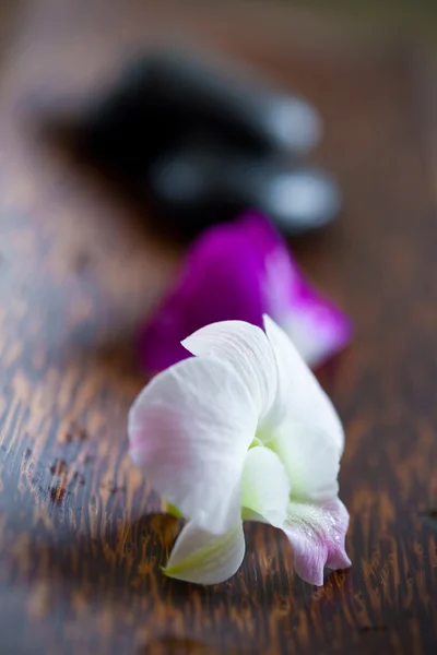 Гарячий камінь для спа з орхідеєю — стокове фото
