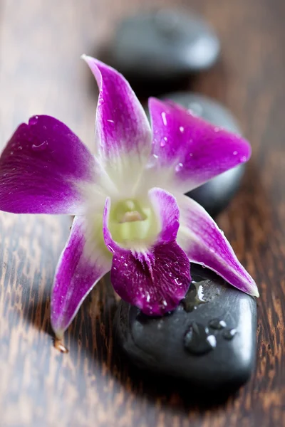 Gorącymi kamieniami spa z orchidei — Zdjęcie stockowe