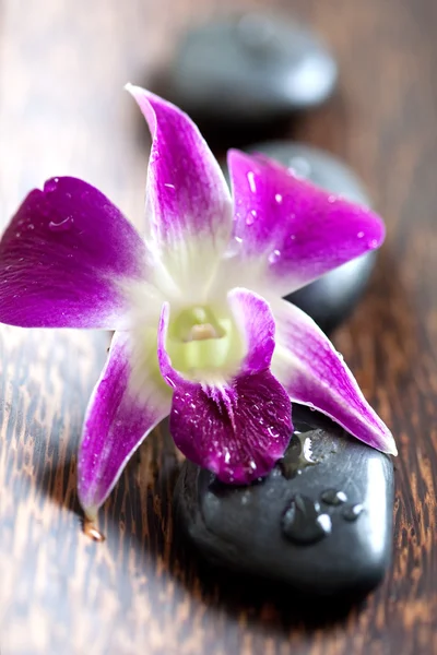 Pierre chaude pour spa avec orchidée — Photo
