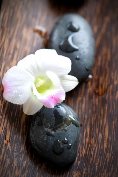 Pietra calda per spa con orchidea — Foto Stock