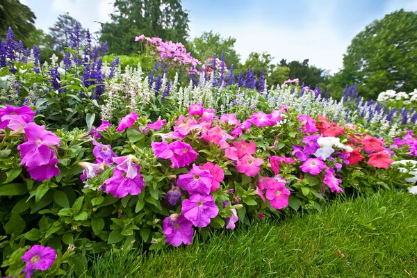 Pěstěné květinová zahrada s barevnými azalky. — Stock fotografie
