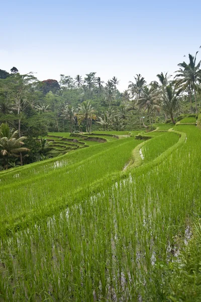 Zelený Paddyho terasa z bali, Indonésie — Stock fotografie