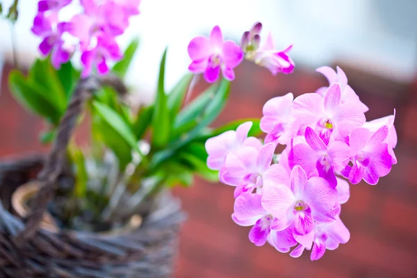 Hermoso ramo de mini orquídea rosa púrpura — Foto de Stock