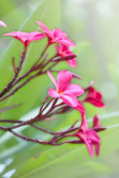 Pembe frangipani — Stok fotoğraf