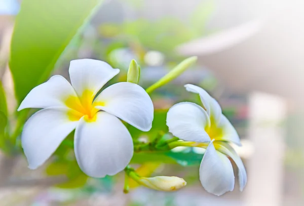 Bílá keře květiny — Stock fotografie