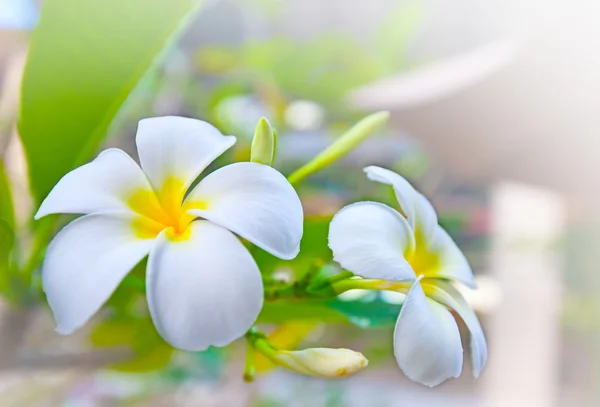 Fiori frangipani bianchi — Foto Stock