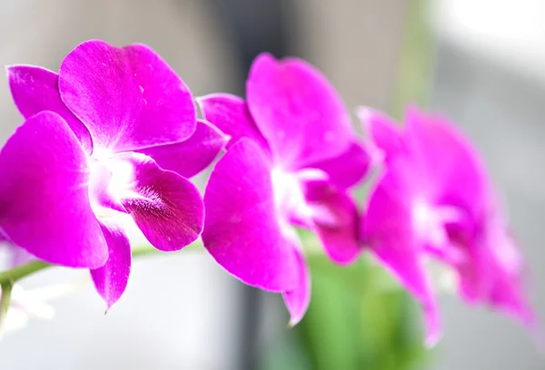 Пурпурная орхидея на стебле — стоковое фото